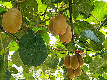 赛事大屏 显示系统