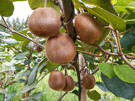 赛事现场 技术部署